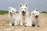 BERGER BLANC SUISSE - ADULTS ET PUPPIES 019